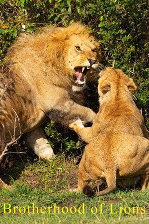 Brotherhood of Lions 1. évad (2024-03-13) poszter