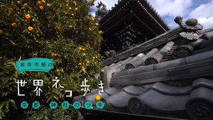 岩合光昭の世界ネコ歩き Speciális epizódok Ep.9 9. epizód