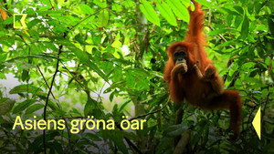 Islands in Time: A Wildlife Odyssey kép