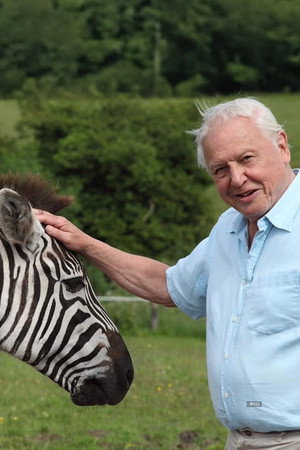 A természet furcsaságai David Attenborough-val poszter