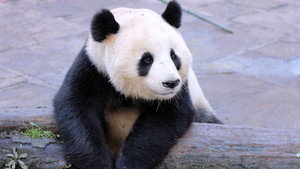 Wild About Pandas kép
