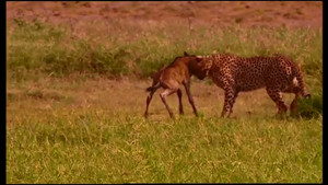 Animal Life: Young & Wild 1. évad Ep.5 5. epizód