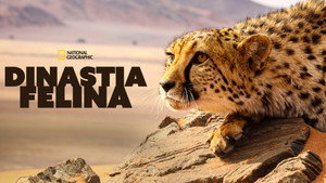 Big Cats: An Amazing Animal Family kép