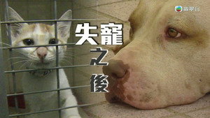 新聞掏寶 1. évad Ep.260 260. epizód