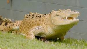 Ausztrál állatkert - Steve Irwin öröksége 4. évad Ep.6 Grace kertje