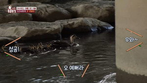 TV 동물농장 1. évad Ep.1279 1279. epizód