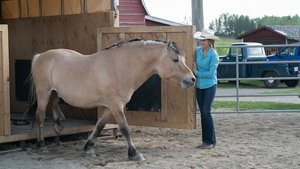 Heartland 11. évad Ep.4 4. epizód