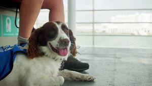Dog Squad 13. évad Ep.5 5. epizód
