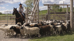 Heartland 7. évad Ep.4 4. epizód