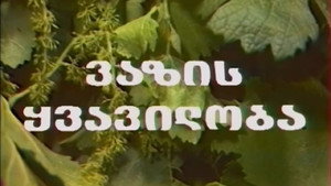ვაზის ყვავილობა kép