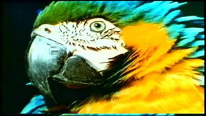 Mutual of Omaha's Wild Kingdom 1. évad Ep.8 8. epizód