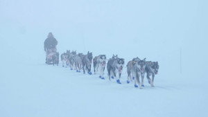 Monsen og hundene kép