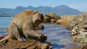 Monkey Planet kép