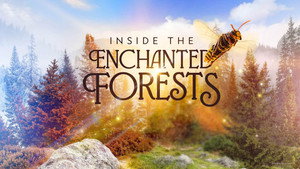 Inside the Enchanted Forests kép