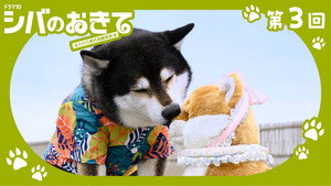 シバのおきて～われら犬バカ編集部～ 1. évad Ep.3 3. epizód