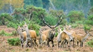 New Forest: A Year in the Wild Wood kép