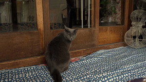 A Cat's-Eye View of Japan 4. évad Ep.3 3. epizód