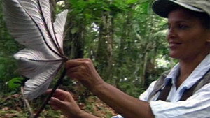 Shari Belafonte Travels in Mexico & the Caribbean 1. évad Ep.4 4. epizód