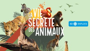 La vie secrète des animaux kép