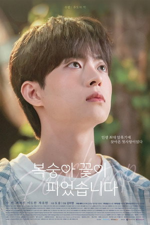 복숭아 꽃이 피었습니다 poszter