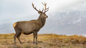 Winterwatch 13. évad Ep.4 4. epizód
