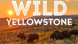 Vad Yellowstone kép