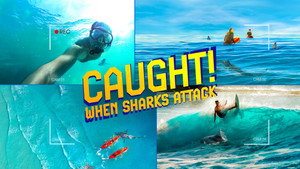 Shark Week 37. évad Ep.15 15. epizód