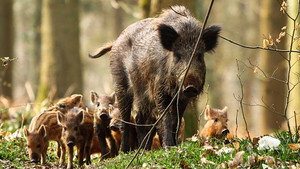 Springwatch 17. évad Ep.6 6. epizód