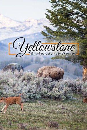 Yellowstone Live poszter