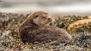 Springwatch 19. évad Ep.3 3. epizód