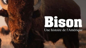 The American Buffalo kép