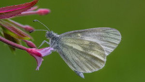 Springwatch 23. évad Ep.2 2. epizód