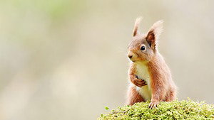 Scotland: The New Wild kép