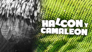 Halcón y camaleón kép