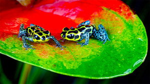 Nature's Microworlds kép