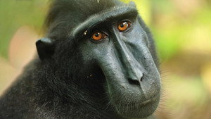 Islands in Time: A Wildlife Odyssey kép