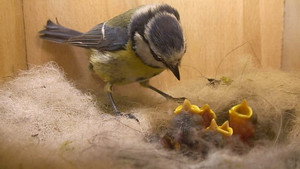 Springwatch 10. évad Ep.1 1. epizód
