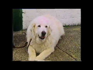 Training Dogs the Woodhouse Way 1. évad Ep.6 6. epizód