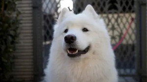犬飼さんちの犬 1. évad Ep.6 6. epizód