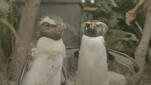 Taronga: Who's Who in the Zoo 6. évad Ep.10 10. epizód