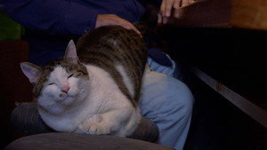 A Cat's-Eye View of Japan 4. évad Ep.15 15. epizód
