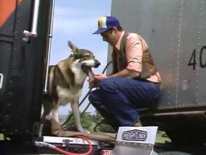 The Littlest Hobo 5. évad Ep.5 5. epizód