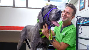 Bondi Vet: Coast to Coast kép