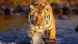 Lost Land of the Tiger kép