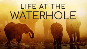 Life at the Waterhole kép
