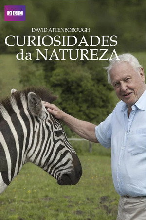 A természet furcsaságai David Attenborough-val poszter