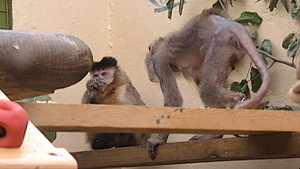 Monkey Business 5. évad Ep.6 6. epizód