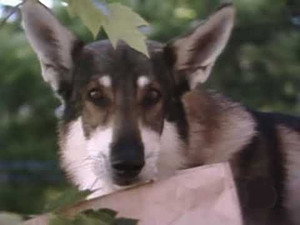 The Littlest Hobo 4. évad Ep.6 6. epizód
