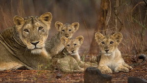 Destination Wild: India kép