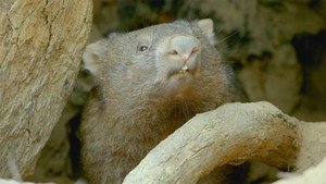Secret Life of the Wombat kép